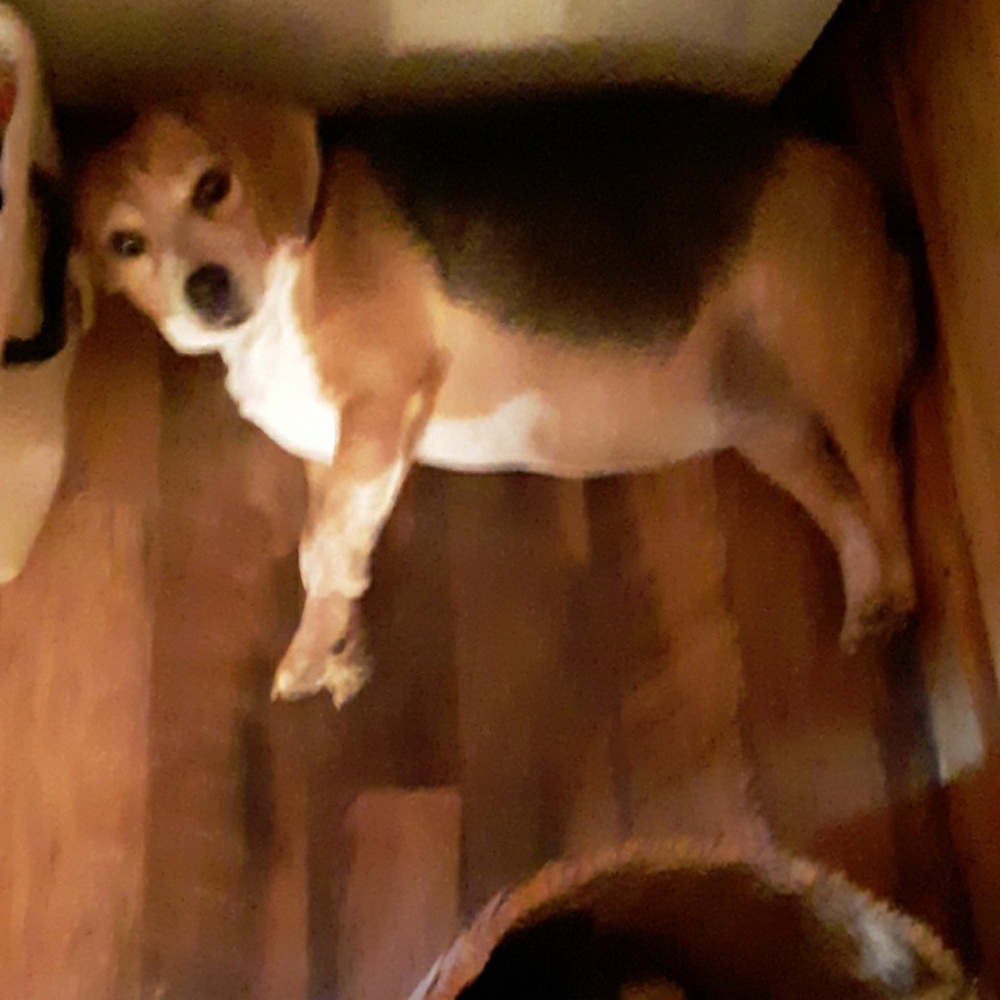 Meet your Posher, Robbie